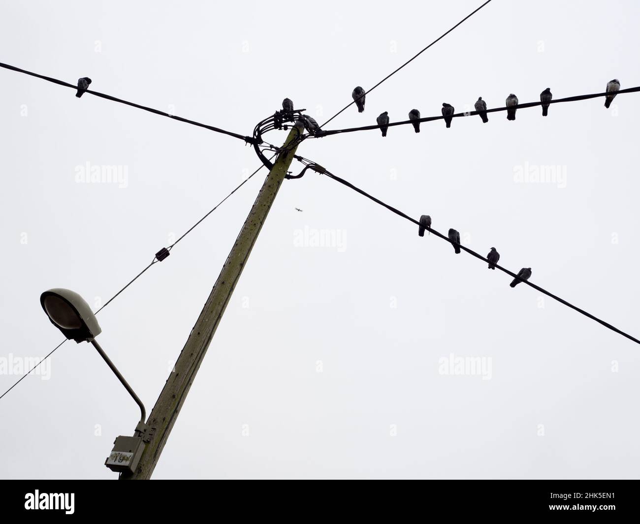 Che cosa rende un punto di appiccio desiderabile per i piccioni? Non lo so ma, qualunque siano i criteri pertinenti, questo palo e luce di strada in Lower Radley Vil Foto Stock