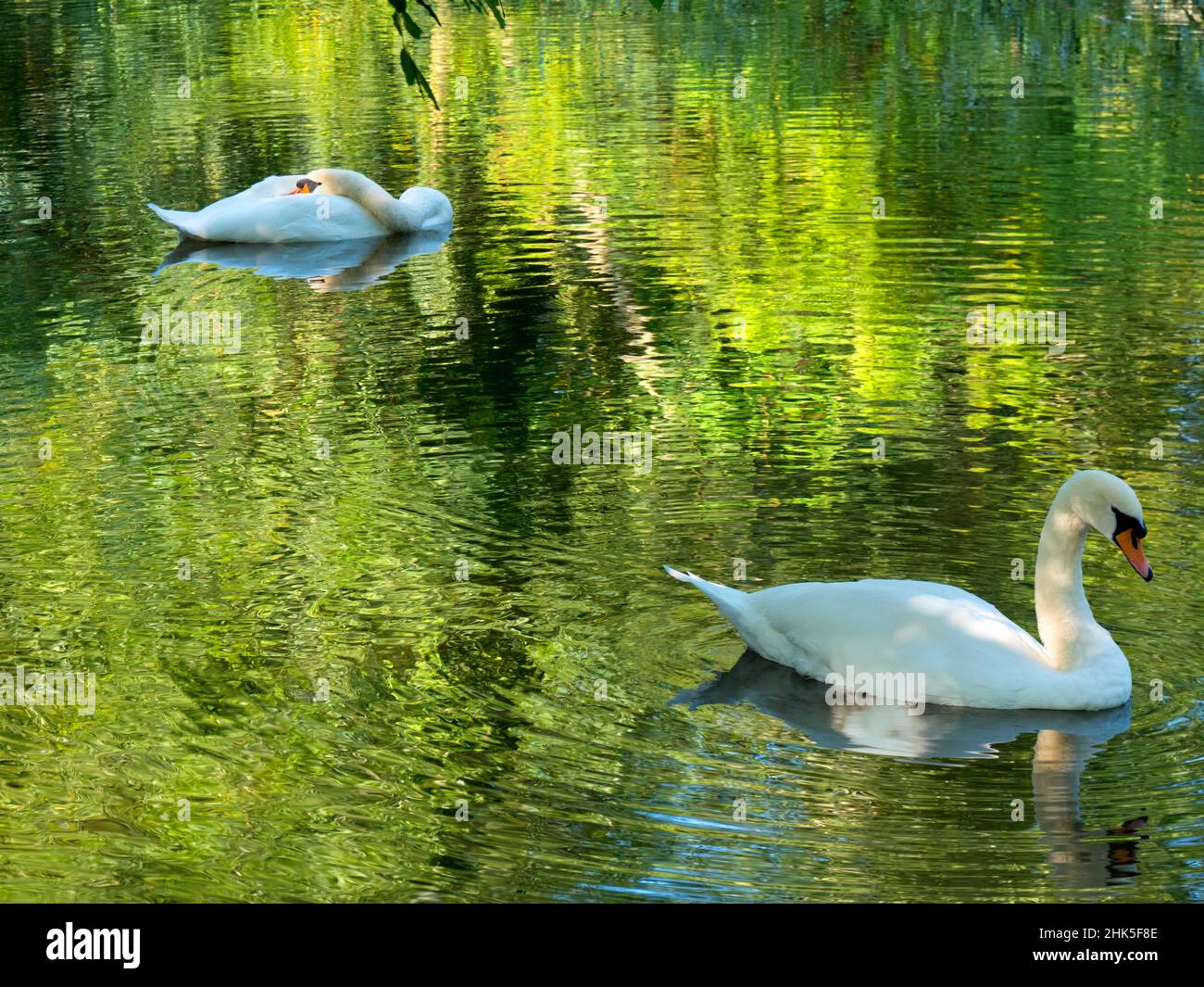 Qui vediamo un paio di cigni che nuotano sul fiume Cherwell, un piccolo affluente del Tamigi a Oxford. Il fogliame estivo si riflette per creare un vivido b Foto Stock