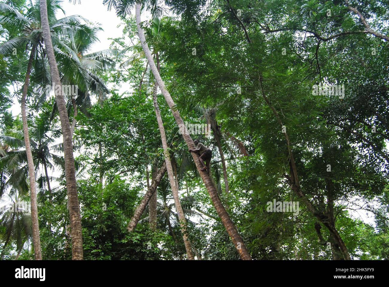 Zanzibar, Tanzania - 02.16.2021: Un uomo nero locale sale una palma con l'aiuto di corde speciali per la frutta. Foto Stock