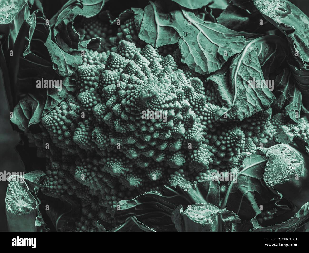 Dettaglio di un verdeggiante cavolo romano con foglie Foto Stock