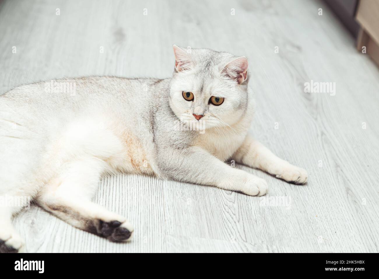 Il gatto britannico d'argento shorthair si trova sul pavimento. Animali domestici. Foto Stock