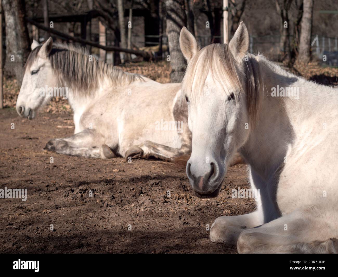 Mare andaluso bianco, razza di cavalli portoghese guardando camer, riposante nel sole d'inverno. Foto Stock