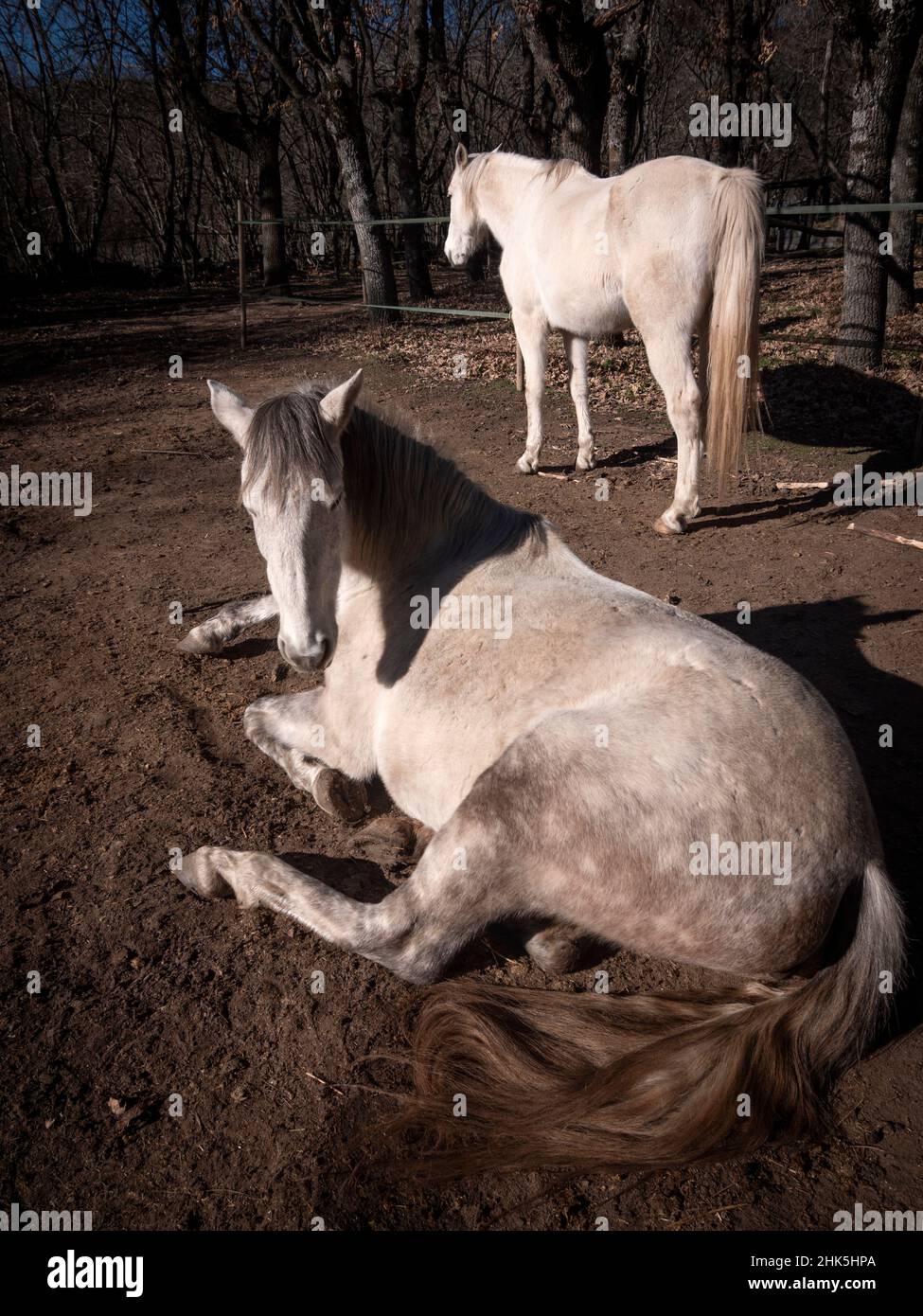Vista verticale del mare andaluso bianco, razza di cavalli portoghese guardando camer, riposante nel sole d'inverno Foto Stock