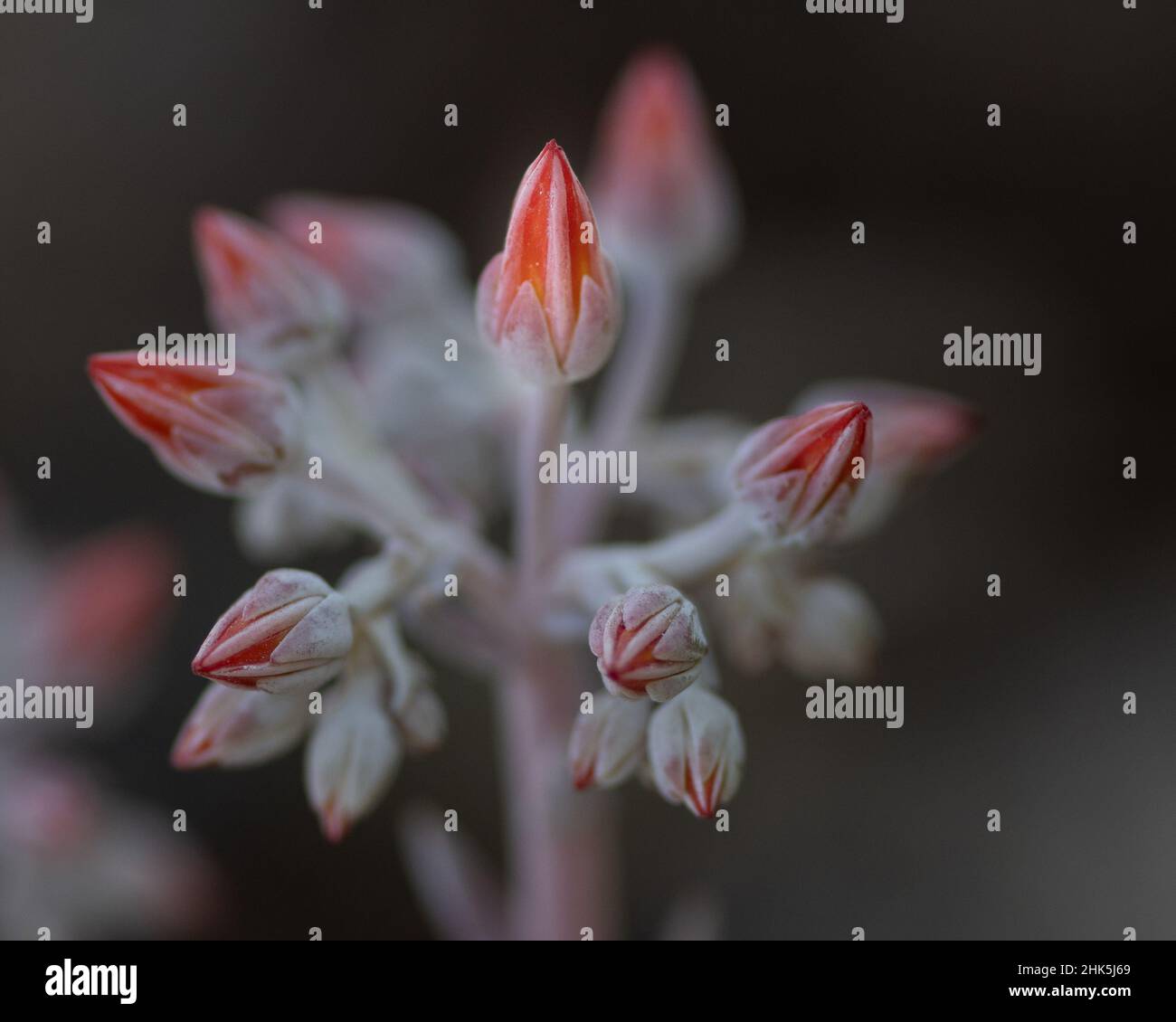 Canyon Live-Forever, Dudleya Cymosa, primo piano di fiori vista dal lato. Questo fiore rosso è di un succulento. Foto Stock
