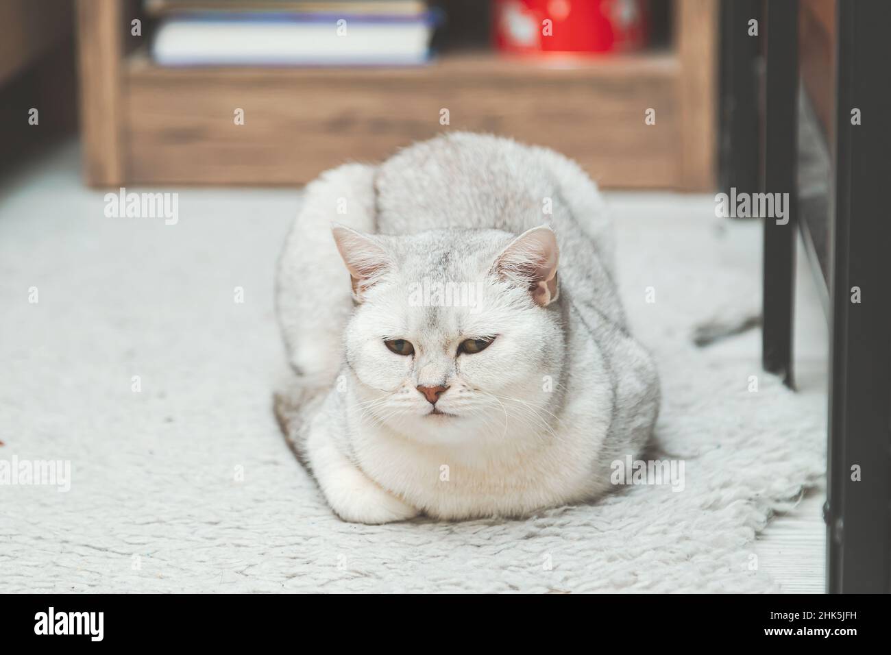 Il gatto britannico d'argento shorthair si trova sul pavimento. Animali domestici. Foto Stock