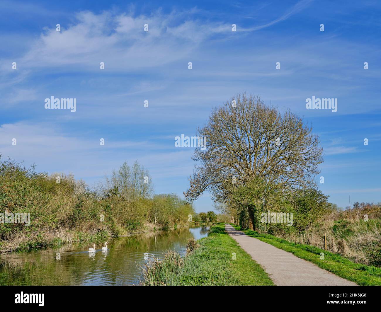 Due cigni che viaggiano lungo il Kennett e il canale Avon nel West Berkshire, Inghilterra, Regno Unito in una giornata di sole nel mese di aprile, incluso un sentiero vuoto Foto Stock