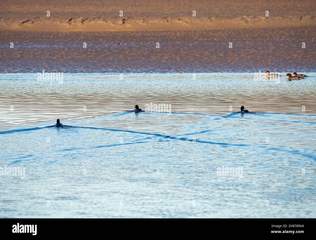 Nuoto Merganser alla brace rossa, Arnside, Milnthorpe, Cumbria, Regno Unito Foto Stock