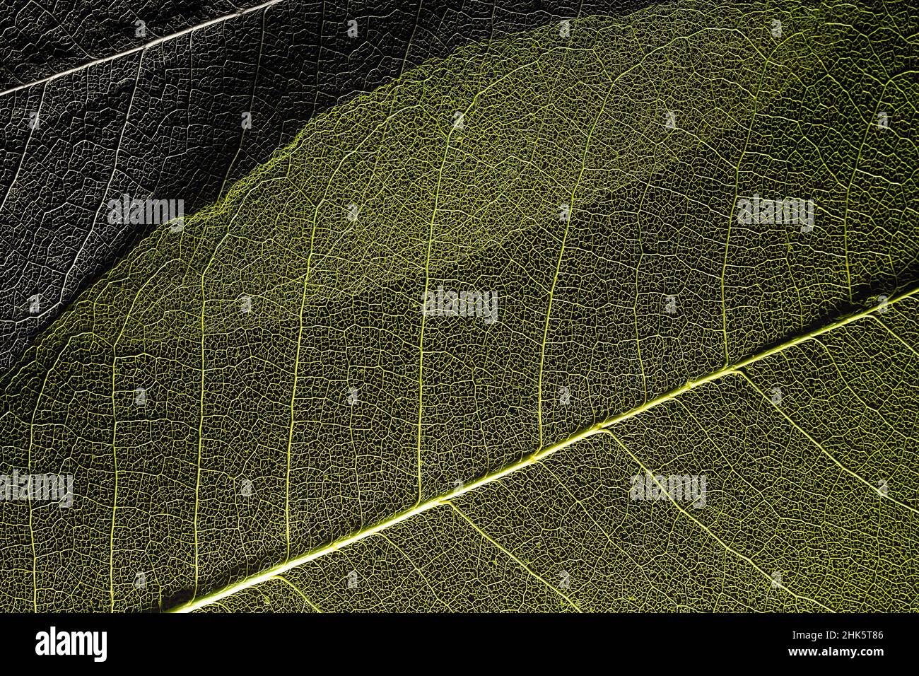 scheletro magnolia foglia. composizione accogliente con spazio per il testo. primo piano texture sfondo Foto Stock