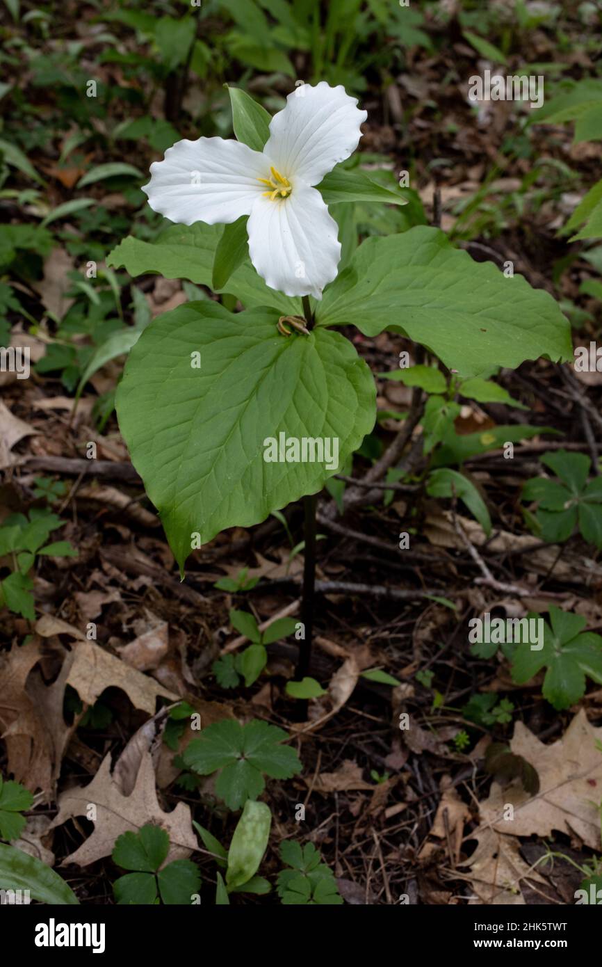 Bellissimo trillium bianco, tre petali trovato in crescita nei boschi primaverili. Foto Stock