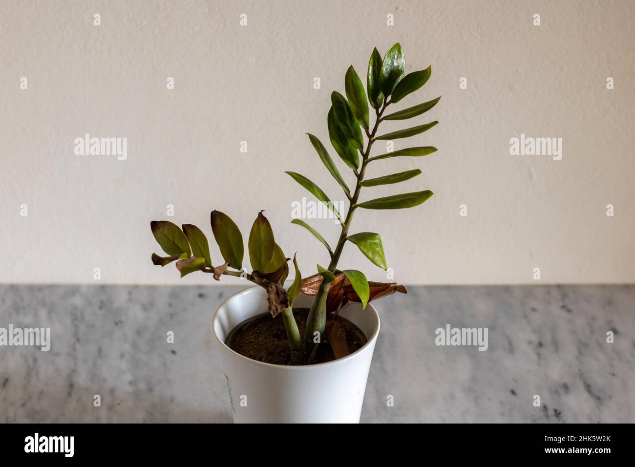 Zamioculas zamiifolia pianta che asciuga in freddo e gelo Foto Stock