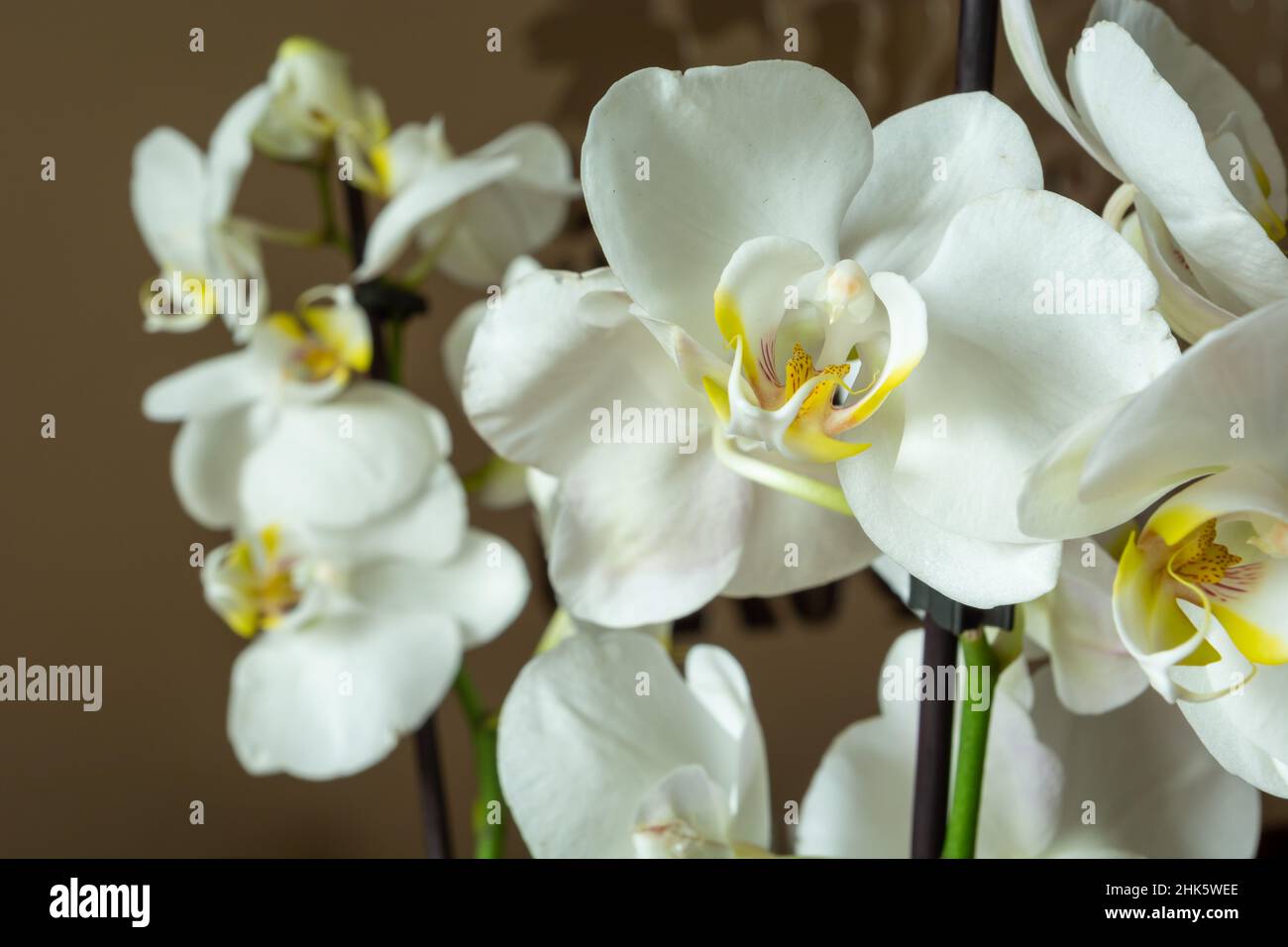 Grandi fiori bianchi di una bella orchidea in vaso Foto Stock