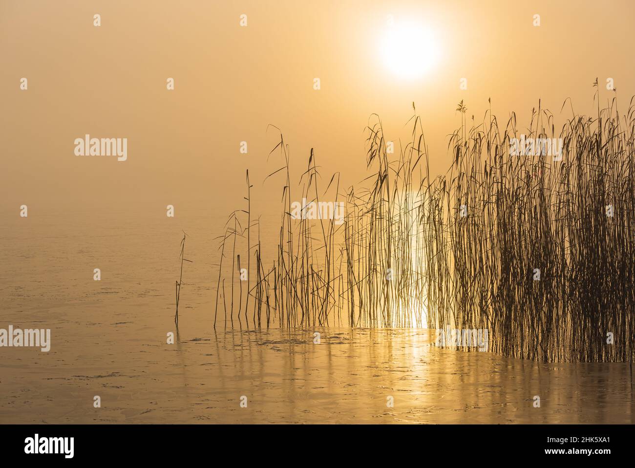 Canne in lago fermo all'alba Foto Stock