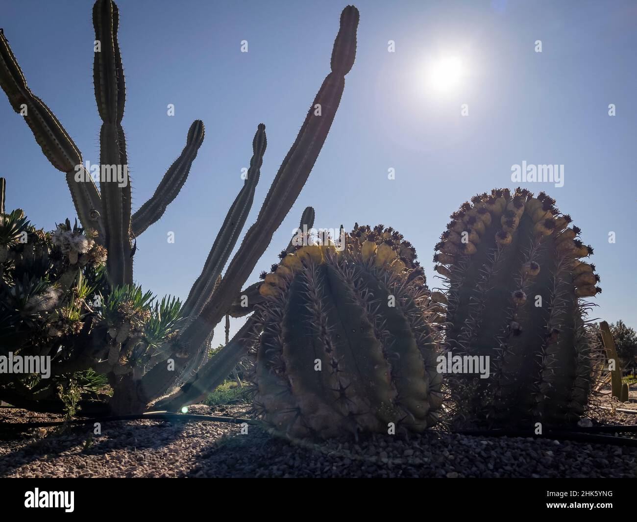 I cactus sono piante native ai luoghi con climi asciutti. Foto Stock