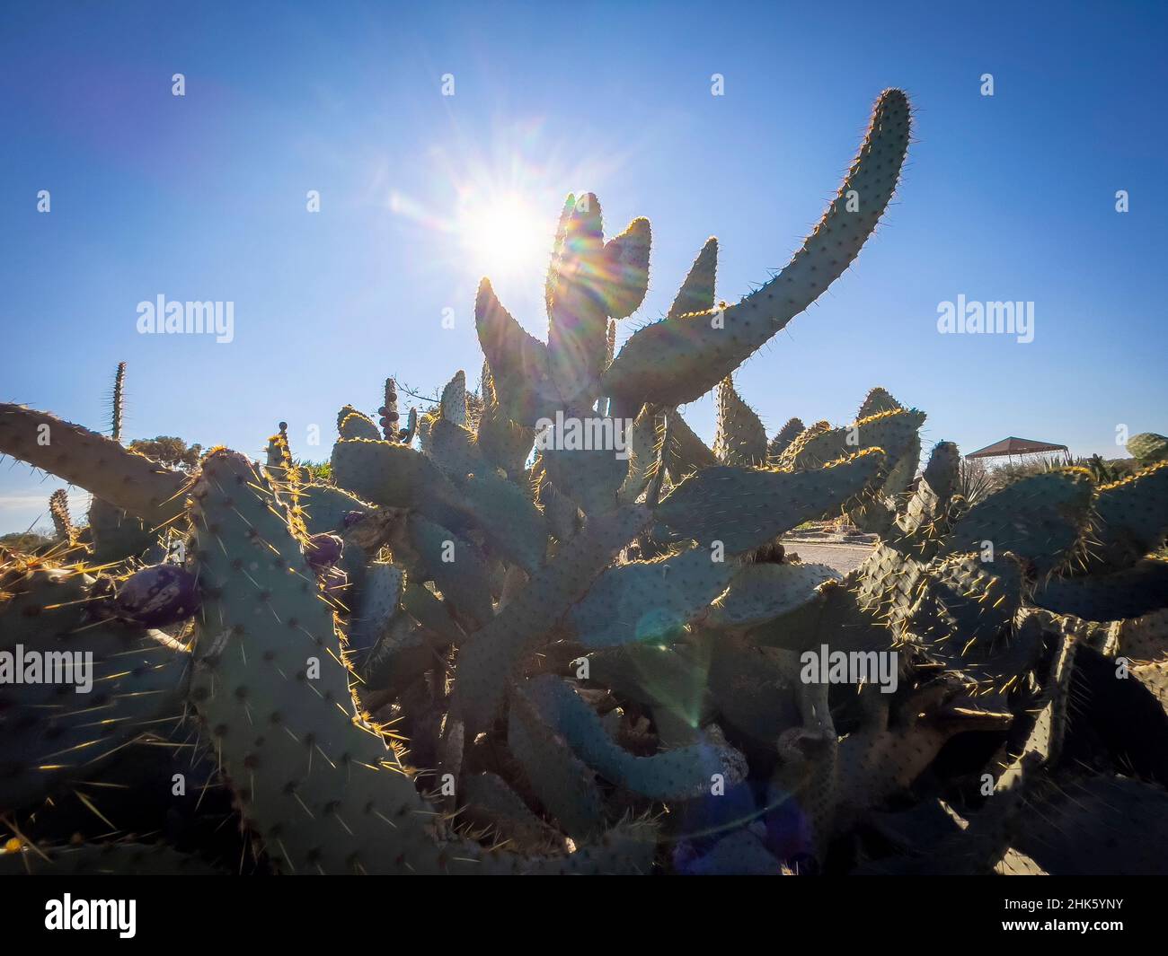 I cactus sono piante native ai luoghi con climi asciutti. Foto Stock