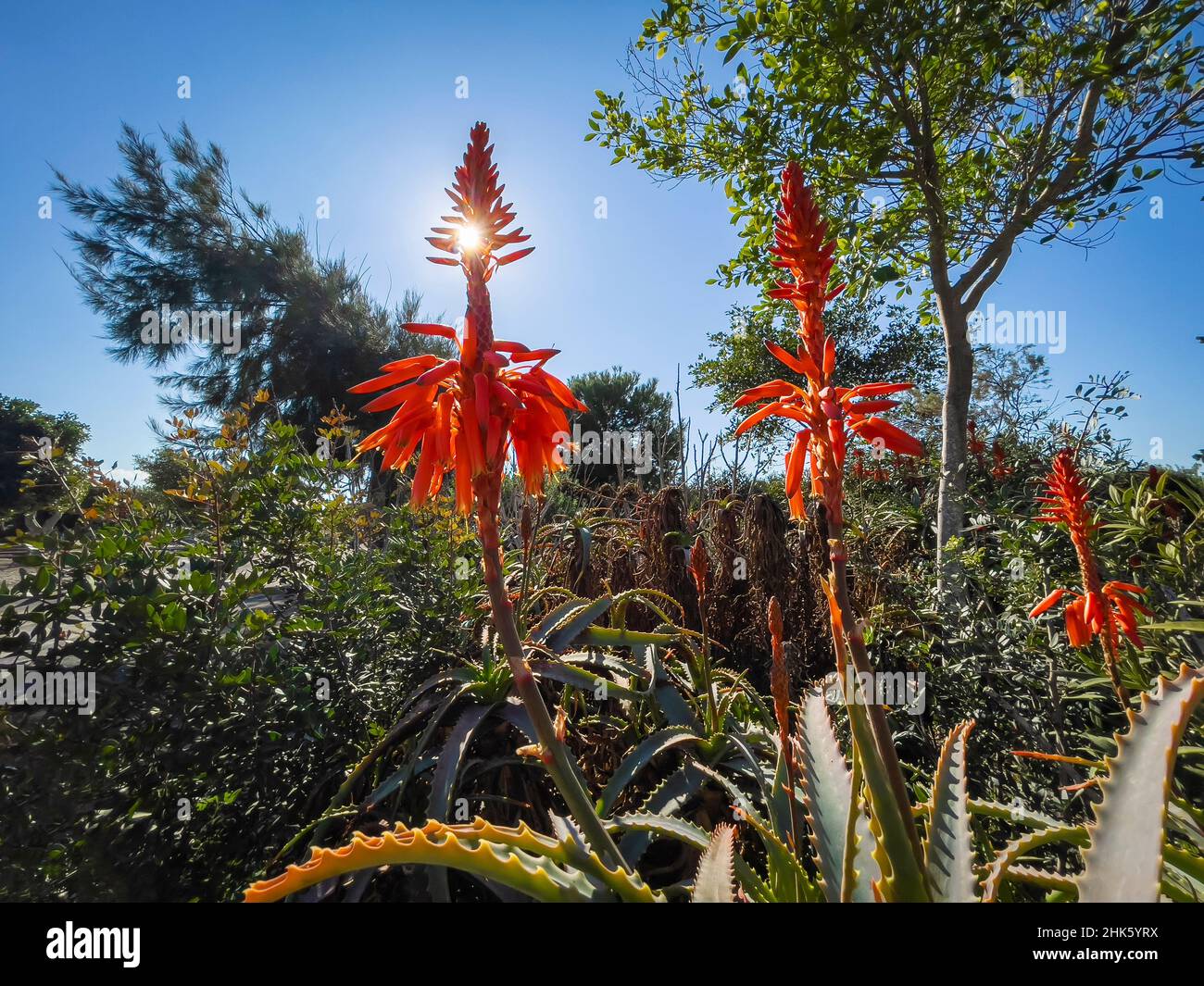 L'aloe vera, chiamata aloe, Acibar o Barbados aloe, è una specie succulenta della famiglia delle Asphodelaceae. Foto Stock