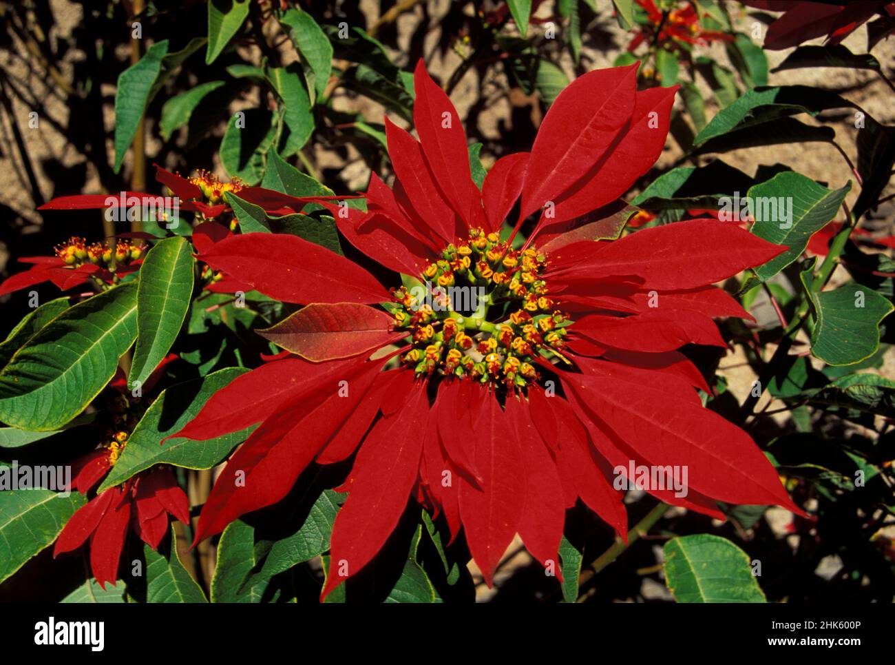 Fiore di Natale, Isole Canarie, la Palma, Spagna, Europa Foto Stock