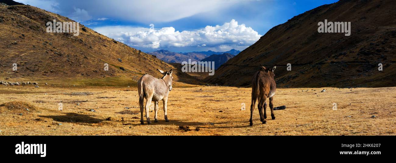 Panorama di due muli solitari sullo sfondo di montagne innevate e la valle nel remoto circuito di Cordillera Huayhuash vicino Caraz in Perù. Foto Stock