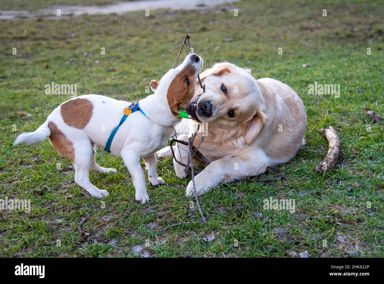 I cani Jack Russell Terrier e Golden Retriever giocano con un bastone di legno sull'erba verde. Il ritrovante sta mentendo, il Jack Russell è in piedi, entrambi Foto Stock