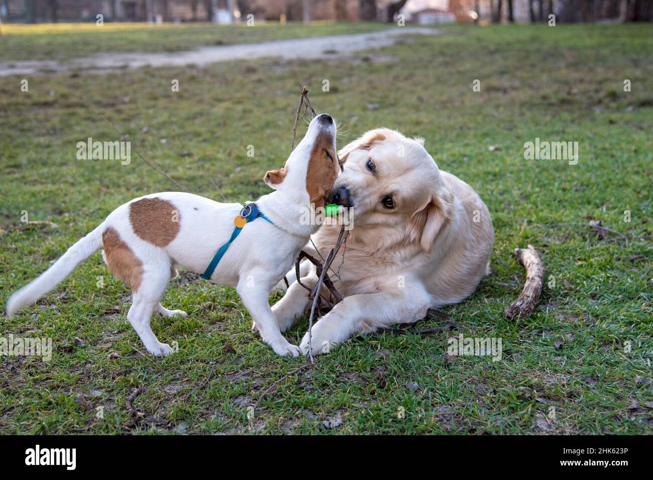 I cani Jack Russell Terrier e Golden Retriever giocano con un bastone di legno sull'erba verde. Il ritrovante sta mentendo, il Jack Russell è in piedi, entrambi Foto Stock
