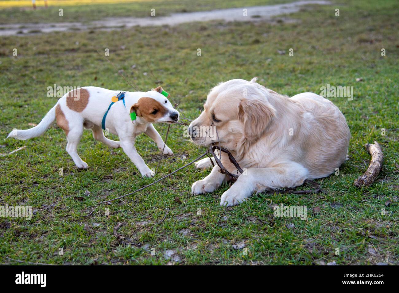 I cani Jack Russell Terrier e Golden Retriever giocano con un bastone di legno sull'erba verde. Il ritrovante giace, il Jack Russell si alza e tira il Foto Stock