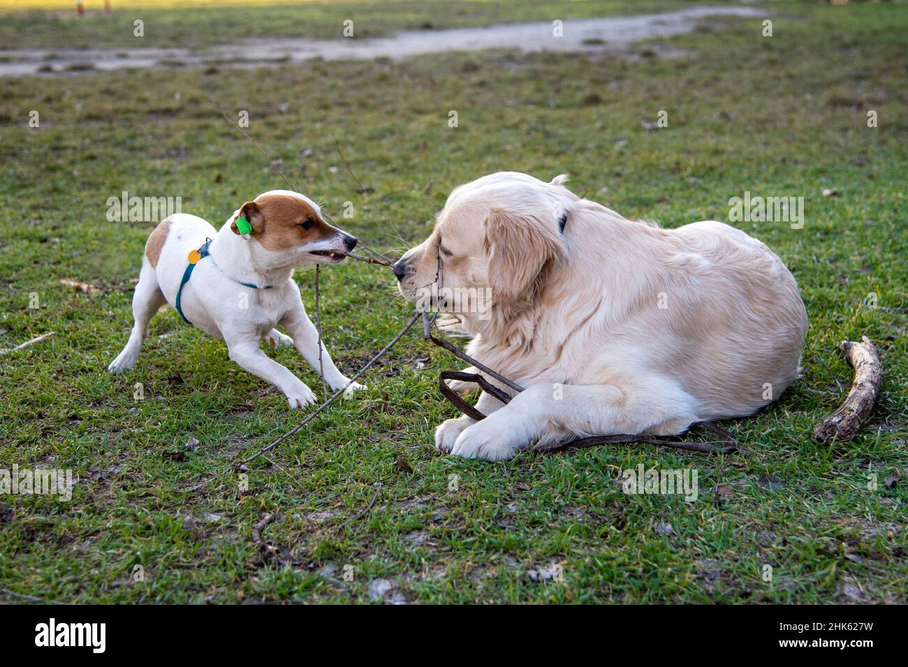 I cani Jack Russell Terrier e Golden Retriever giocano con un bastone di legno sull'erba verde. Il ritrovante giace, il Jack Russell si alza e tira il Foto Stock