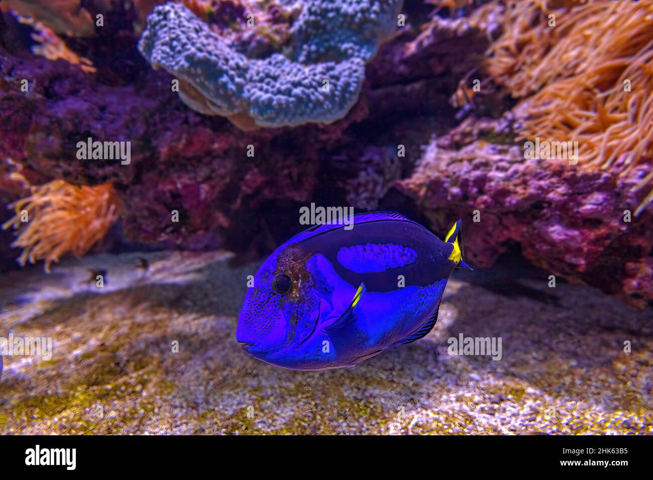 Primo piano di Blue Tang Surgeonfish della barriera corallina dell'oceano Indo-Pacifico. Paracanthurus epatus specie che vivono nel Mare dei caraibi, Oceano Pacifico e. Foto Stock