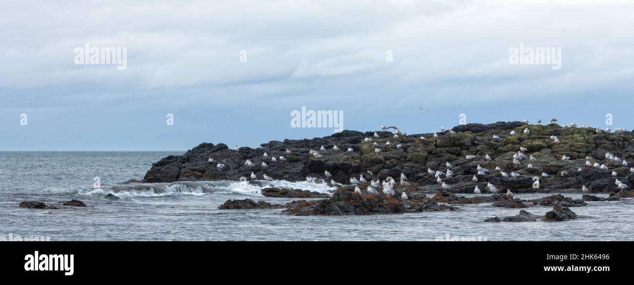 Colonia di gabbiani su un'isola rocciosa di basalto sul Porto di Dunseverick su Causeway Road, Bushmills, Co Antrim, Irlanda del Nord Foto Stock