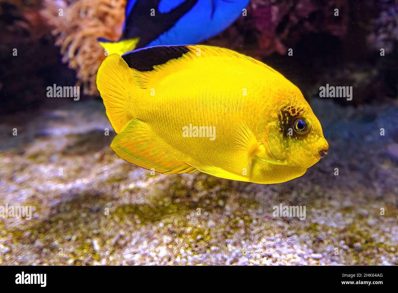 Angelfish del Yellow Woodhead dell'acquario della barriera corallina. Centropyge woodheadi specie di pesci angelo appartenenti alla famiglia Pomacanthidae. Vivere nel Pacifico Foto Stock