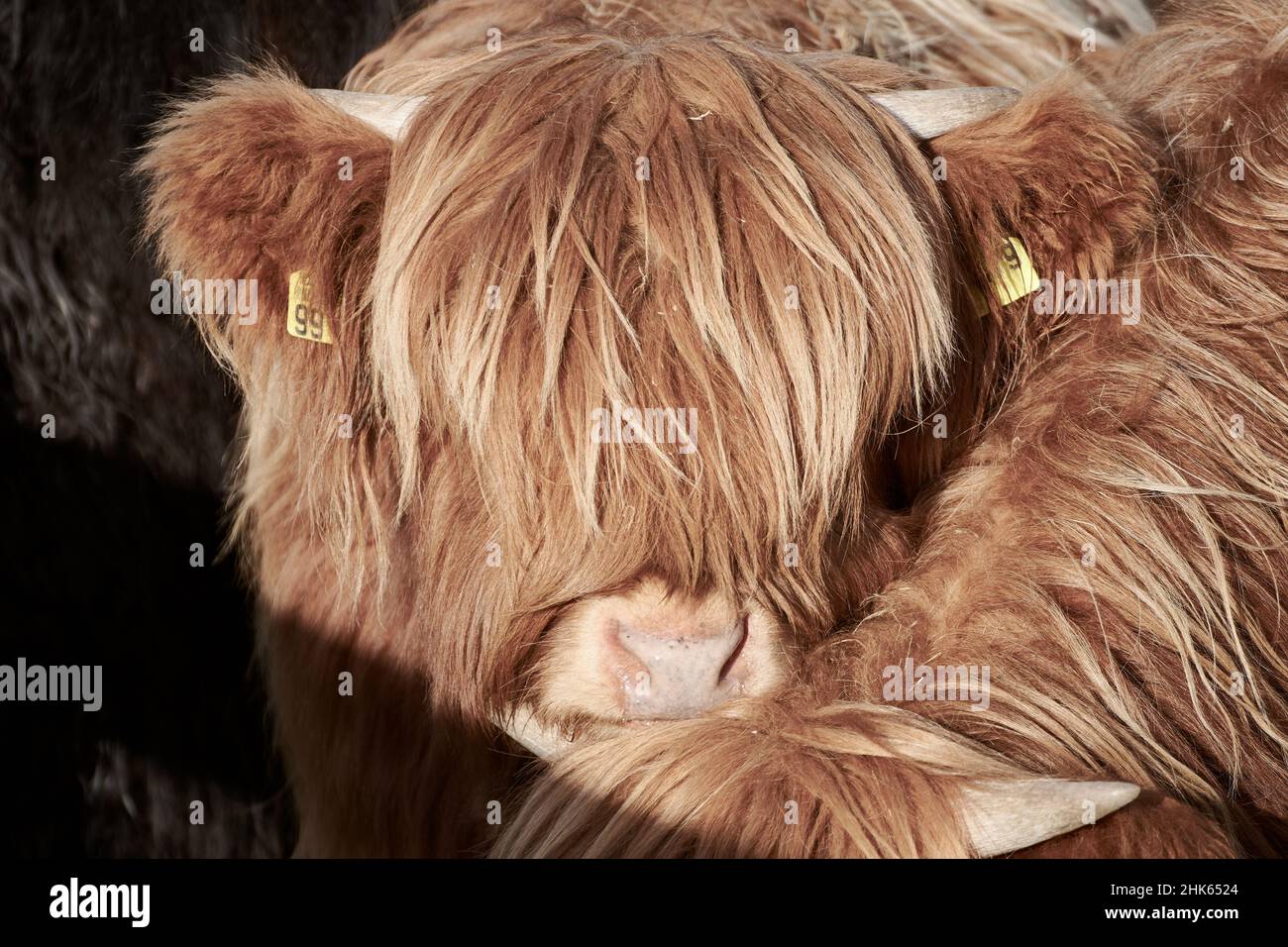 Giovane bestiame delle Highland (Bos taurus), vitelli cornati con capelli lunghi che ricoprono viso e occhi Foto Stock