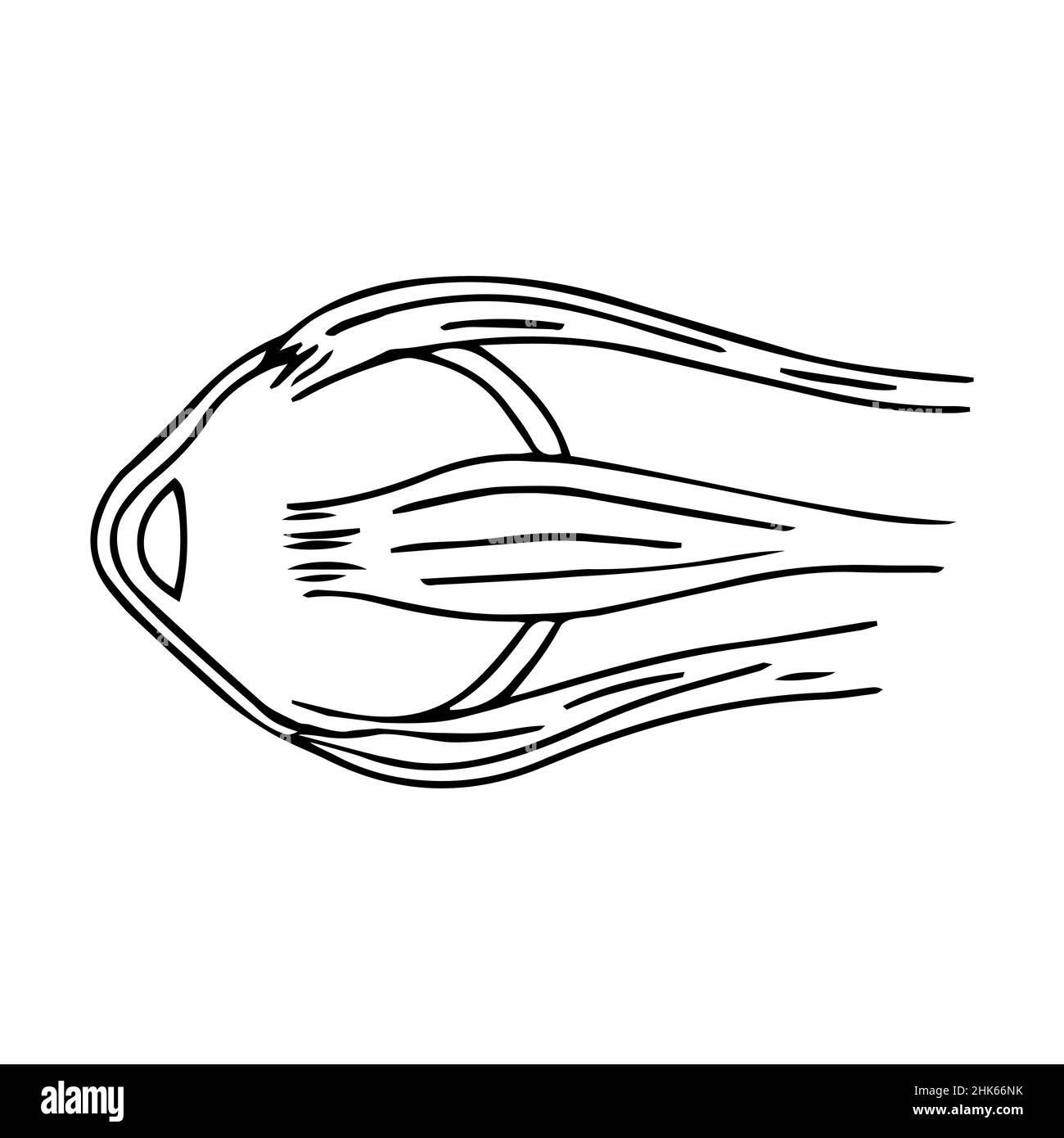 Bulbo oculare isolato su sfondo bianco. Anatomia umana in stile doodle. Contorno disegno icona schema medico occhio disegno. Illustrazione vettoriale. Illustrazione Vettoriale