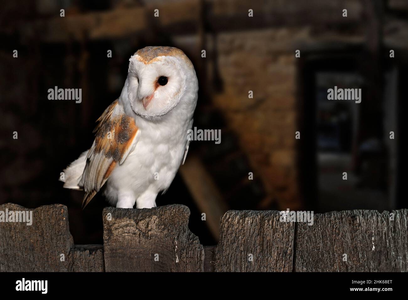 Gufo di fienile (Tito alba / Strix alba) arroccato su una vecchia porta di legno del capannone di fattoria al crepuscolo, pronto per andare a caccia Foto Stock