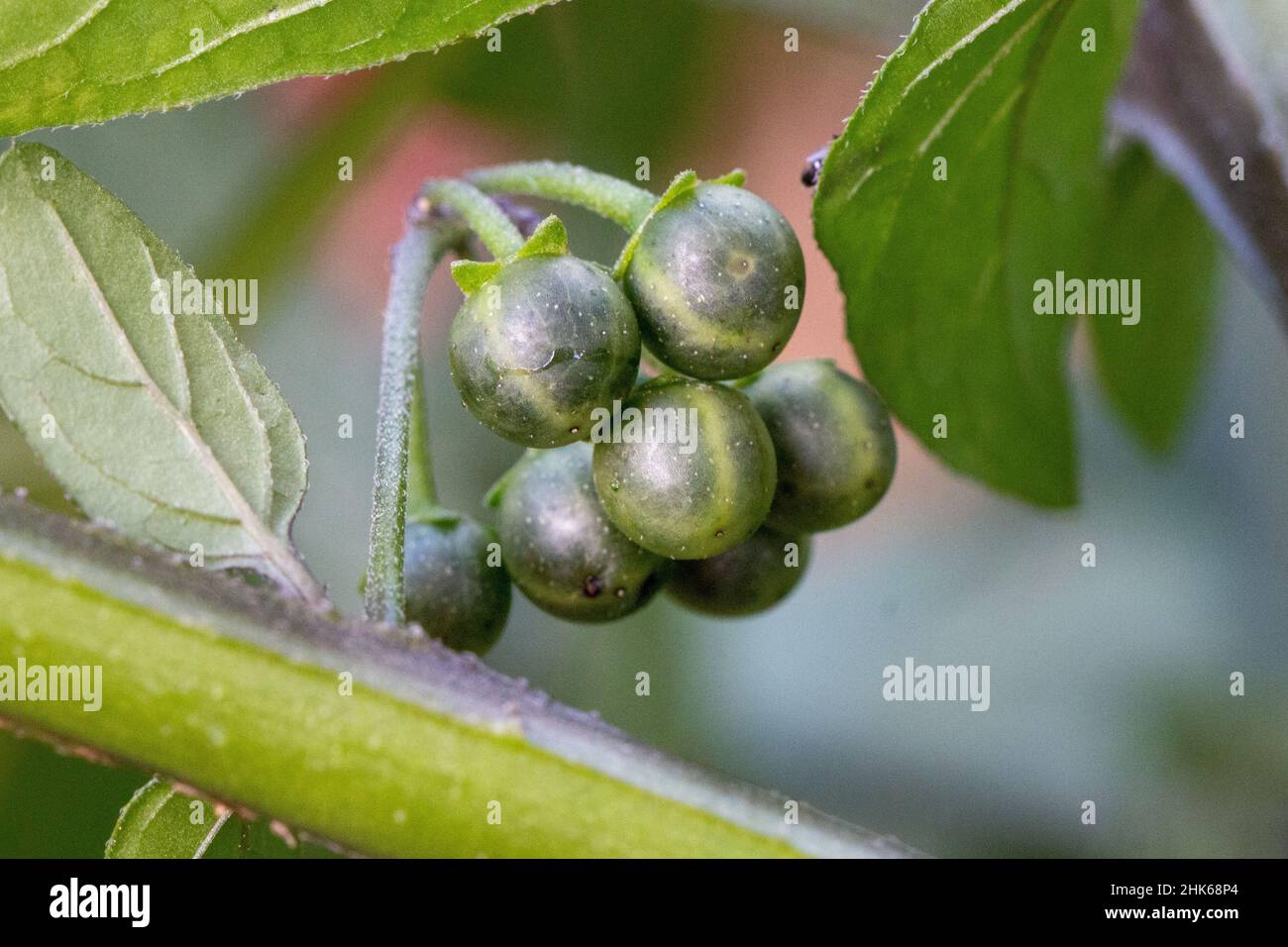 Mazzetto di bacche di colore nero unmipe verde o Nightshade comune (Solanum nigrum) Foto Stock