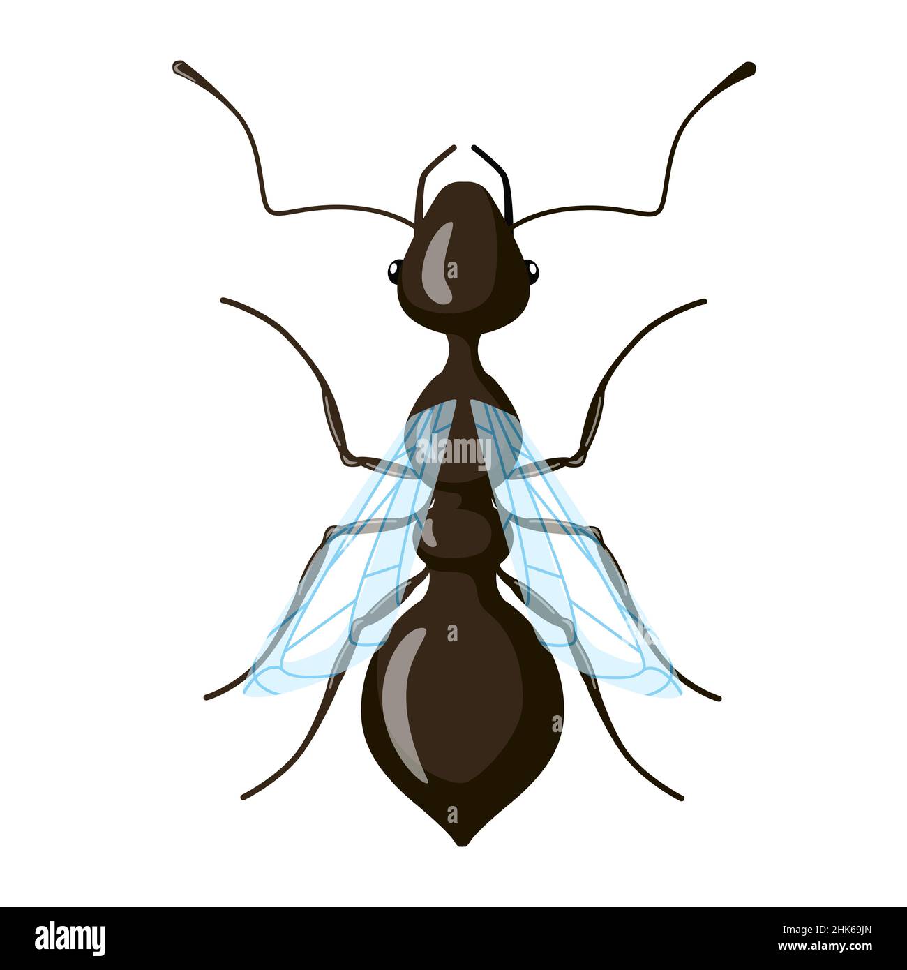 Maschio ant isolato su sfondo bianco. Distribuzione di classe di insetti. Illustrazione vettoriale. Illustrazione Vettoriale