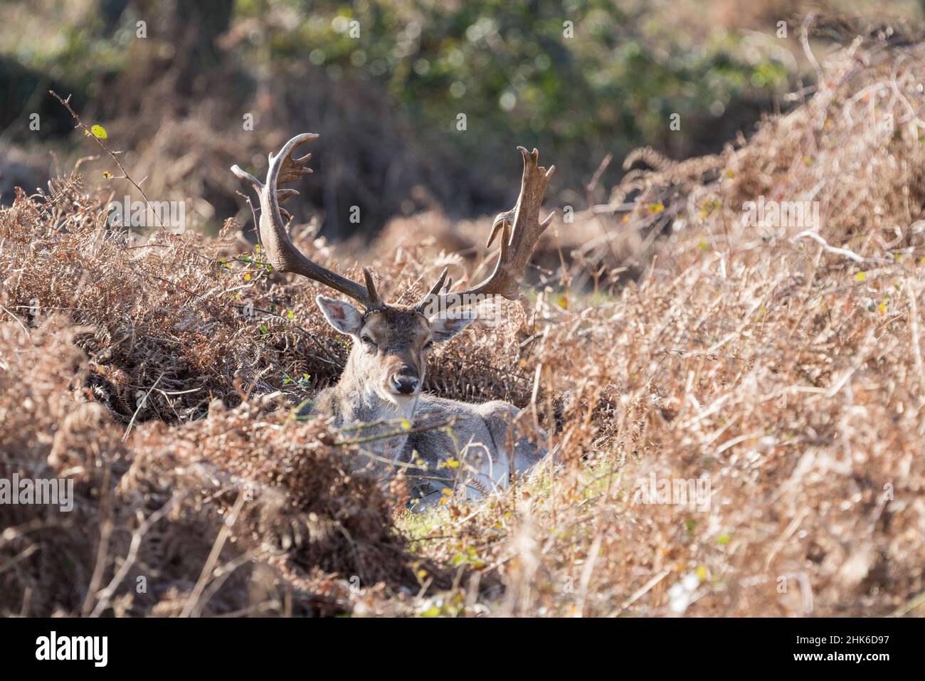 Stag a riposo per il cervo da fiaba (Dama dama) Foto Stock