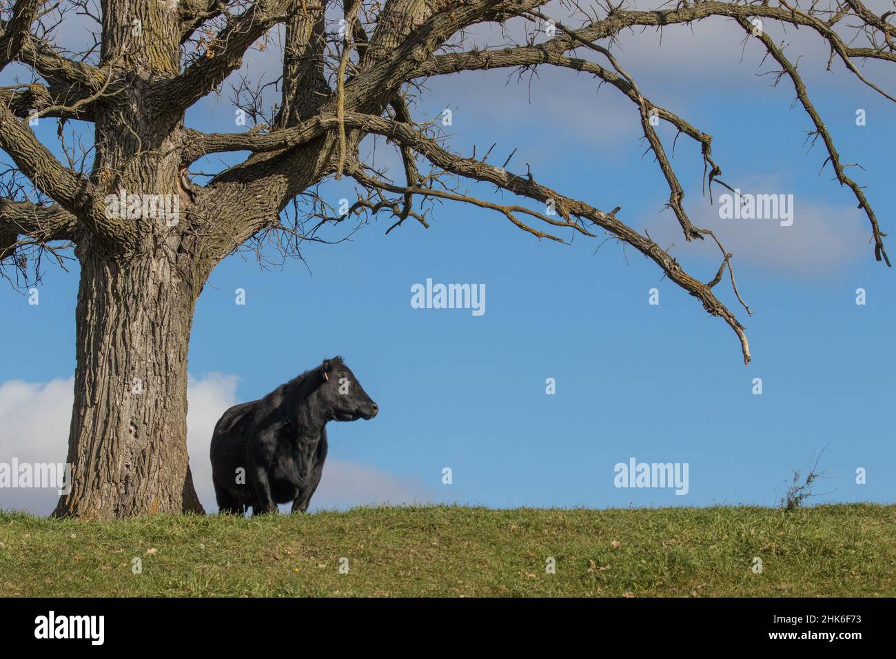 Un toro nero-angus solista si gazes attraverso un pascolo nel sud del Minnesota Foto Stock