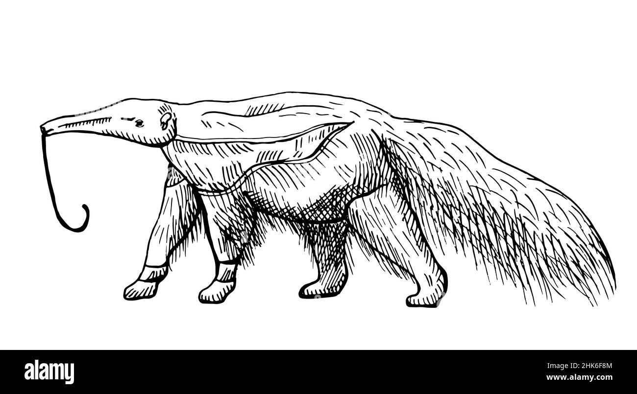 Illustrazione delle anteche su sfondo bianco isolato. Vettore illustrazione animale da gigante del Sud America anteater. Personaggi di design semplice fauna selvatica i Illustrazione Vettoriale