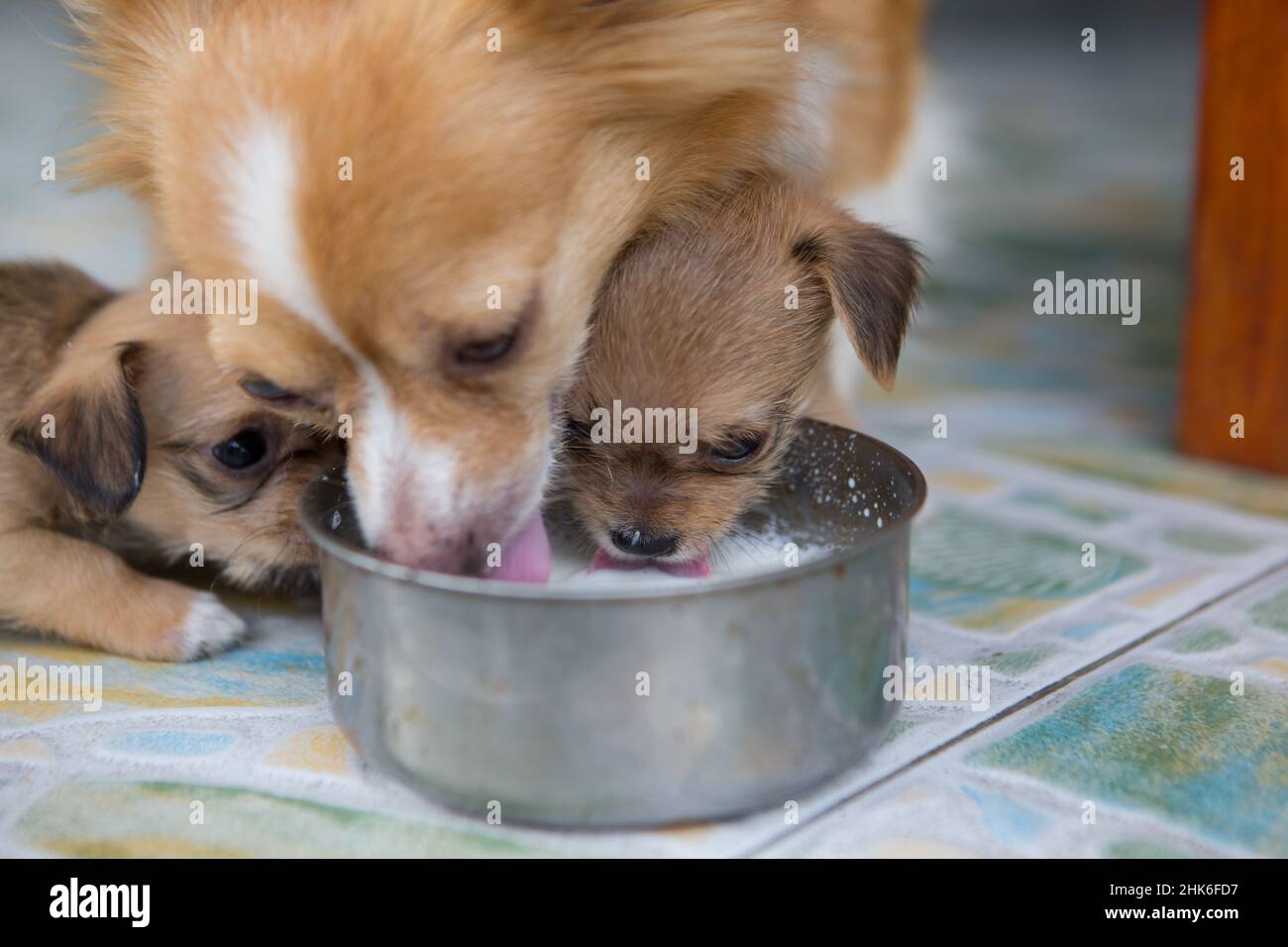 I cuccioli e il cane madre stanno nutrendo il loro latte al mattino. Foto Stock