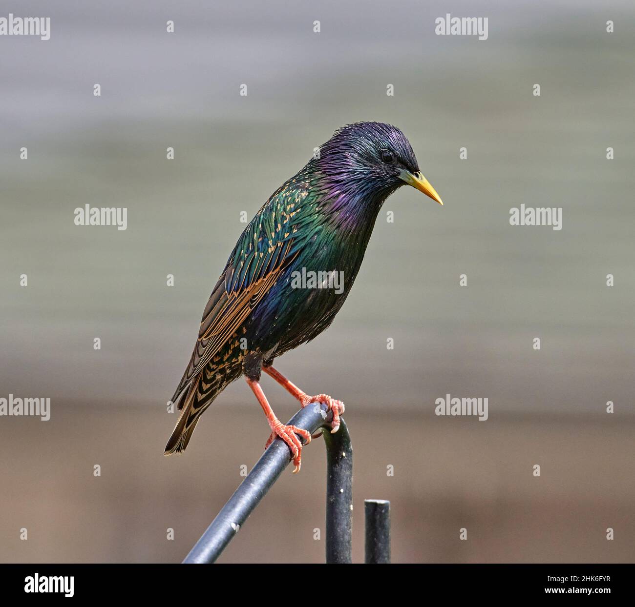 Primo piano di uno Starling comune con bellissimi colori. Il piumaggio è nero iridescente, viola lucido o verde, e spangolato con bianco, in inverno. Foto Stock