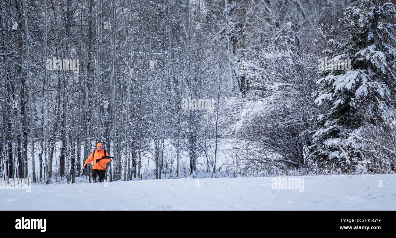 Un cacciatore di cervi si aggredisca attraverso la neve nel Minnesota settentrionale. Foto Stock