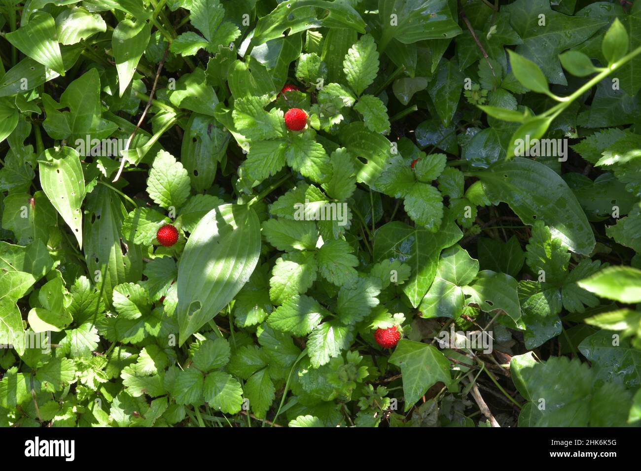 Virginia, selvaggia, comune o fragola di montagna, è una fragola nordamericana che cresce attraverso la maggior parte degli Stati Uniti e del Canada meridionale. Foto Stock