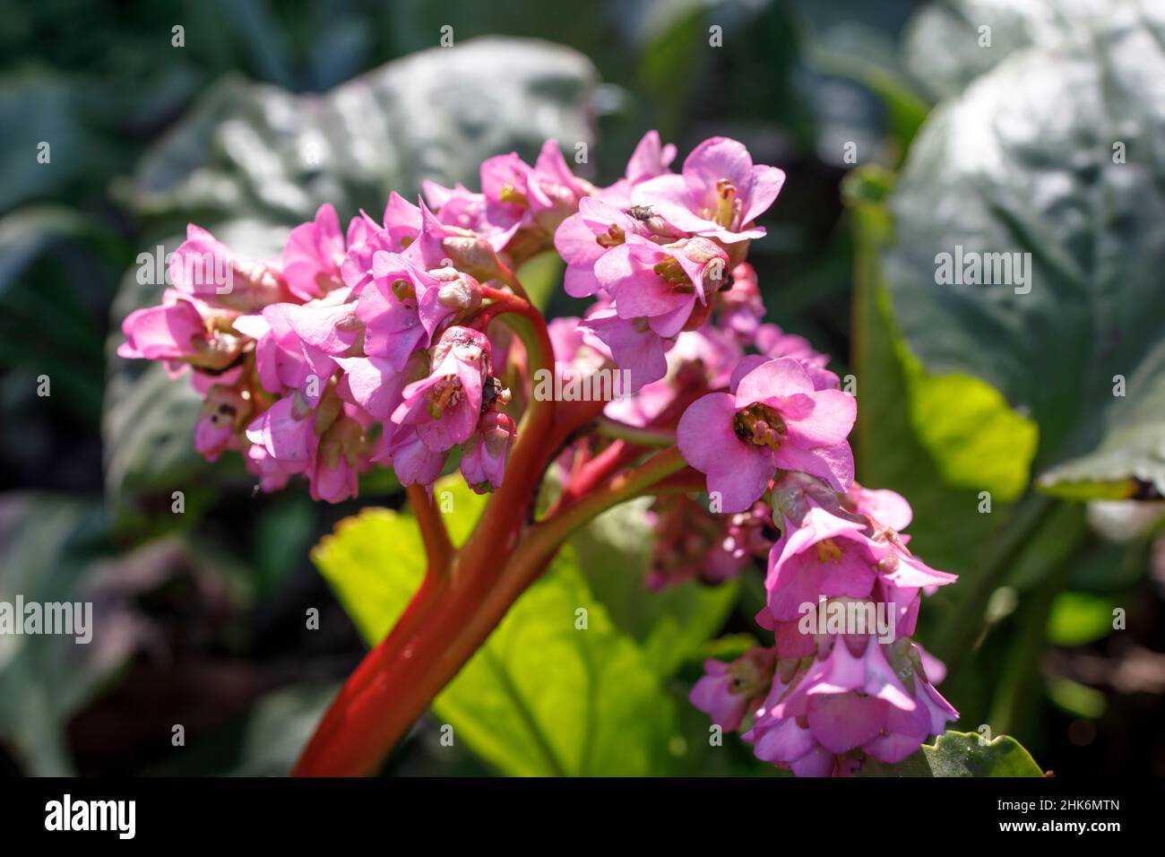 Bergenia crassifolia è una specie di pianta del genere Bergenia. Le denominazioni comuni per la specie includono bergenia a foglie di cuore, bergenia a foglie di cuore, Foto Stock
