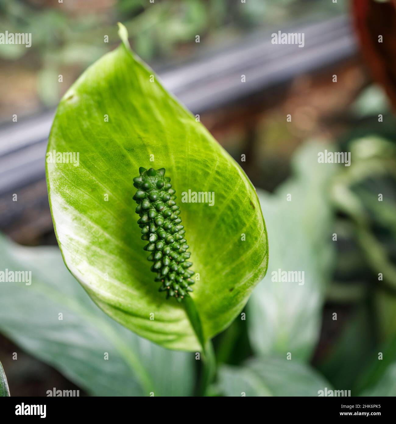 Spathiphyllum è un genere di circa 47 specie di piante da fiore monocotiledoni della famiglia delle Araceae, originarie delle regioni tropicali delle Americhe Foto Stock