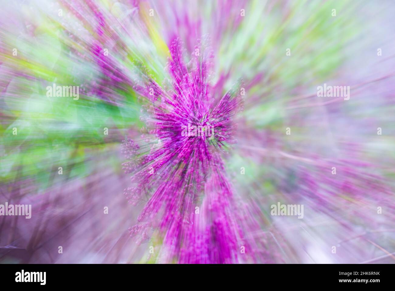 Fiori lilla, raffigurati con tecnica zoom Foto Stock