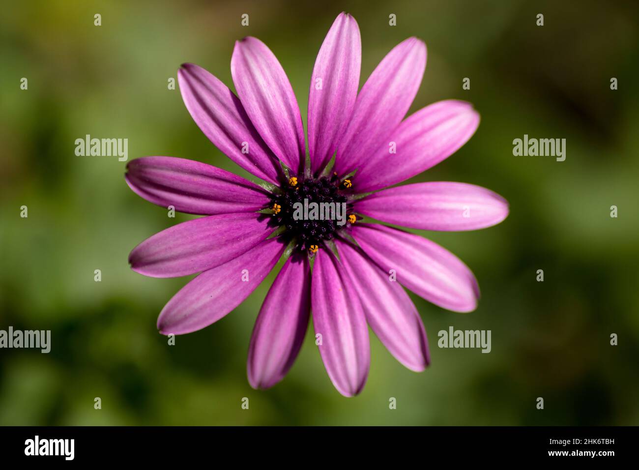 Perfetto scatto centrato di Osteospermun ecklonis, Daisy, margarita, fiore, violetto. Buenos Aires, Argentina Foto Stock