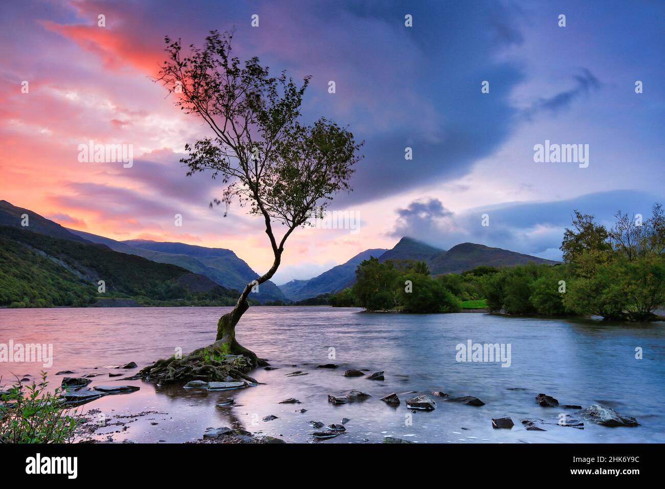 Llyn Padarn Lone albero, Snowdonia Foto Stock