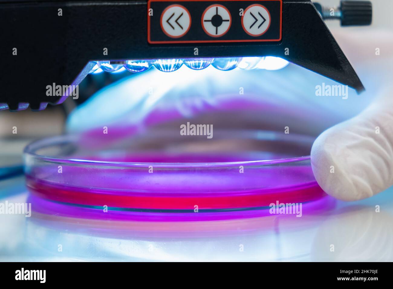 Microscopio in un centro di ricerca medica per l'analisi dei campioni. Scienziato in guanti di gomma che testa campioni in laboratorio microchimico Foto Stock