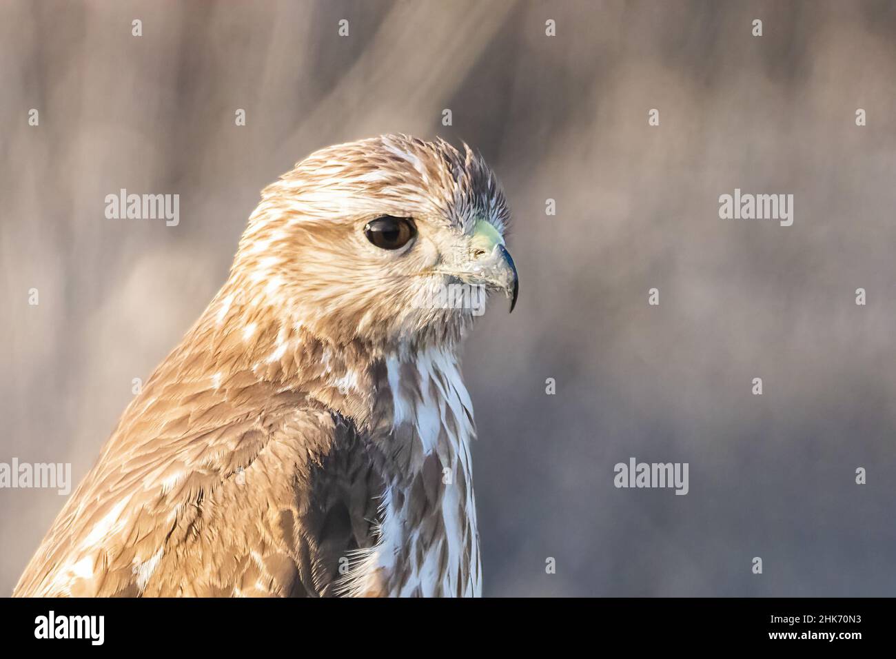 Un comune buzzard (Buteo buteo) arroccato. È un uccello medio-grande della preda che ha una vasta gamma. Appartenente al genere Buteo, è un membro del genere t Foto Stock Un comune buzzard (Buteo buteo) arroccato. È un uccello medio-grande della preda che ha una vasta gamma. Appartenente al genere Buteo, è un membro del genere t Foto Stock