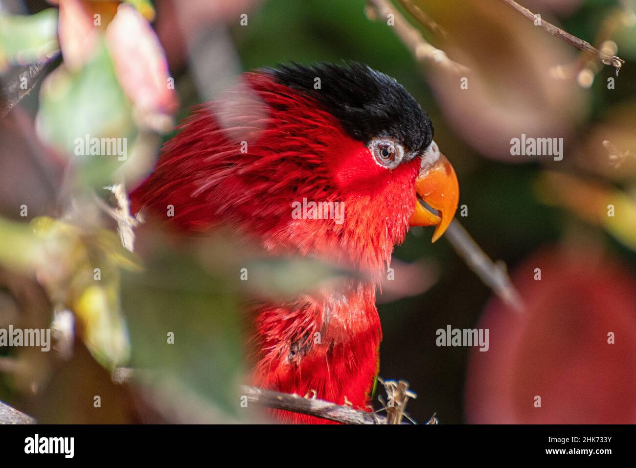 Ritratto di un pappagallo rosso Foto Stock