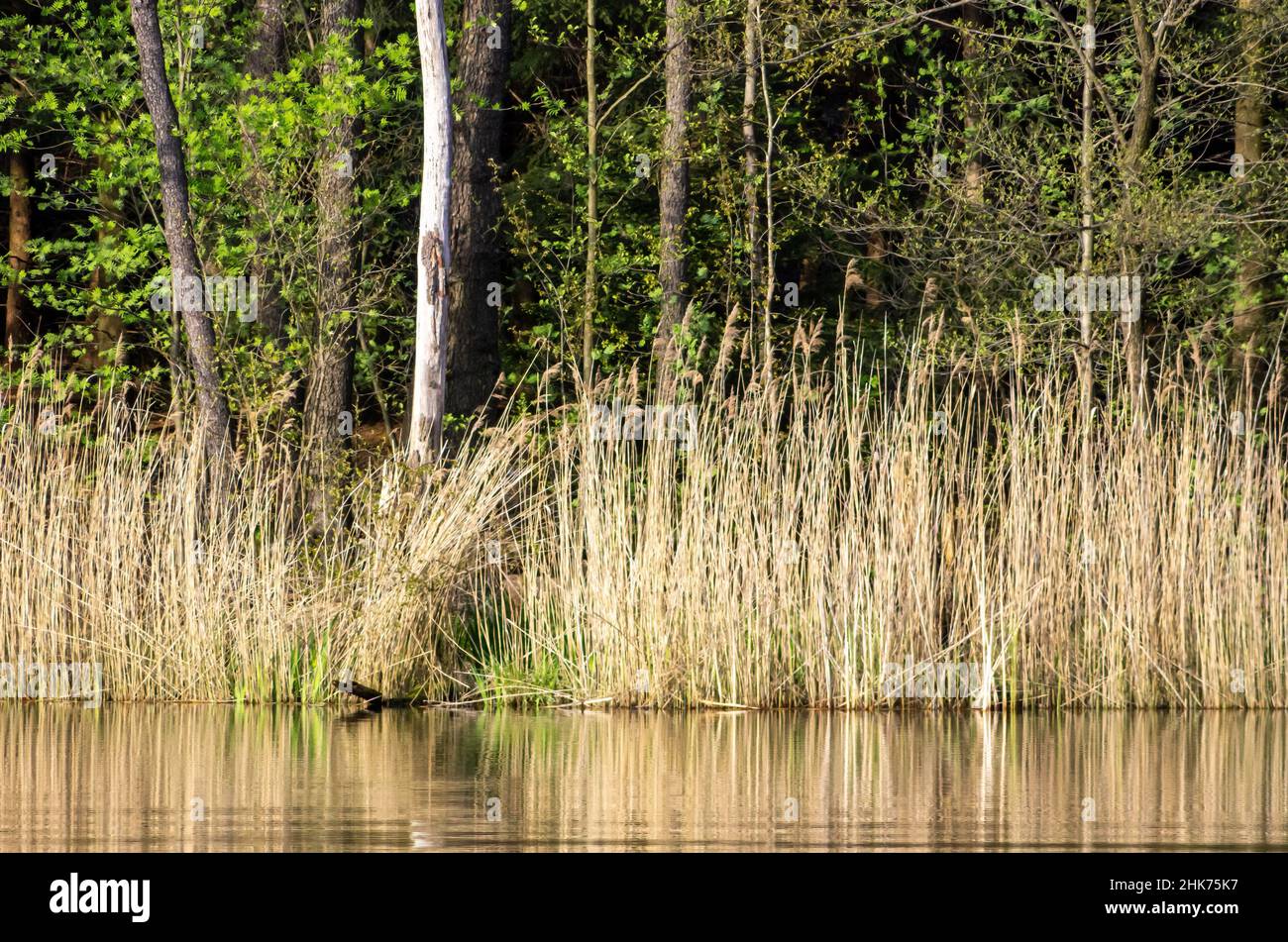 Una stretta cintura di canna al bordo di un laghetto rustico in una zona boscosa. Foto Stock