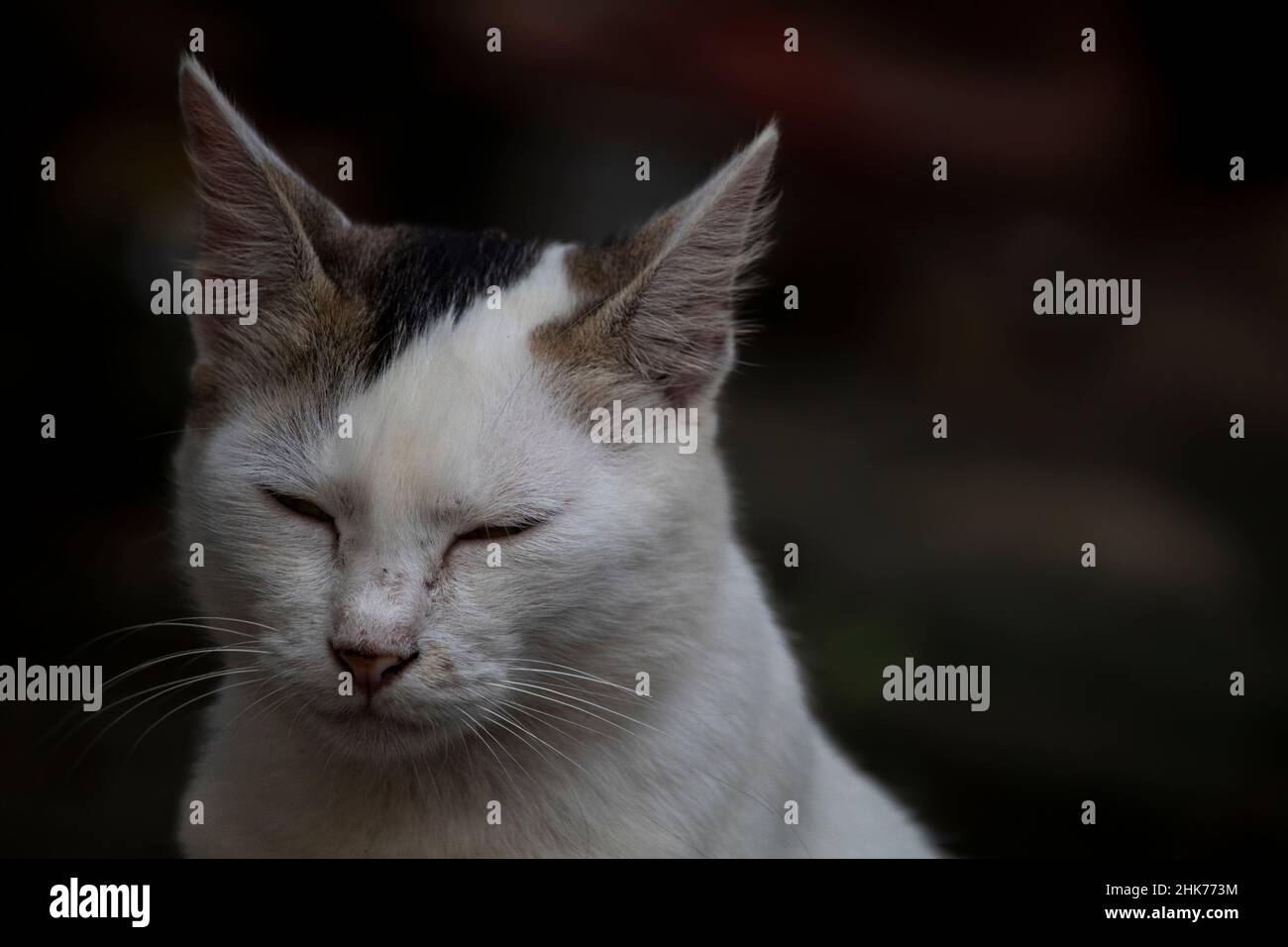 Faccia in primo piano di un gatto femmina ( gattino) Foto Stock